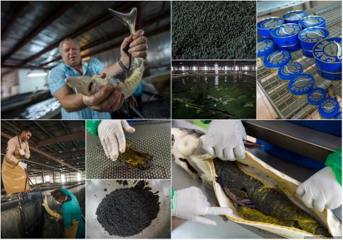 AKVA FERMA  aquaculture выращивания осетровых